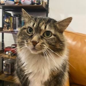 Meet your Posher, Shane